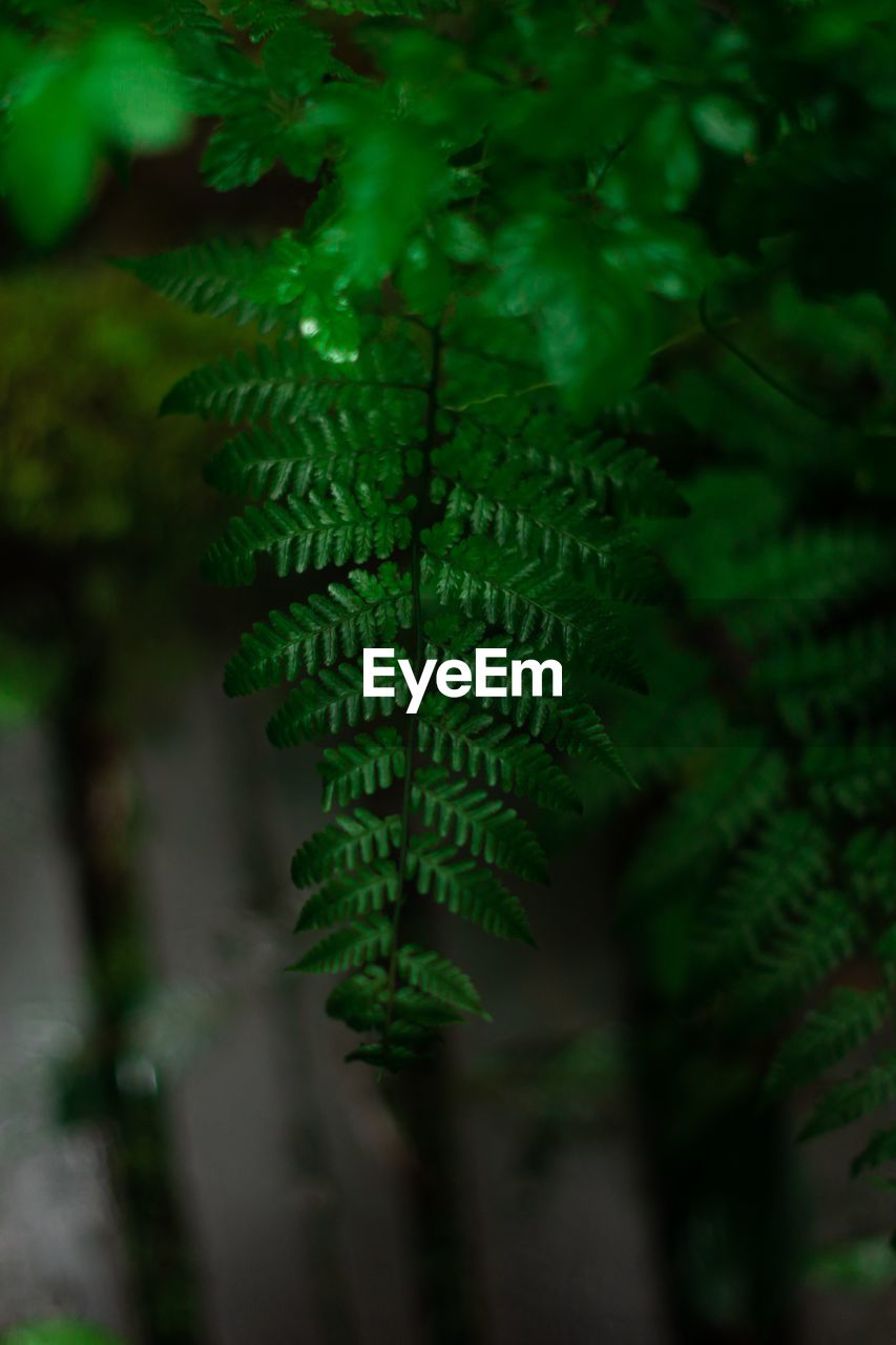 Close-up of leaves against blurred background