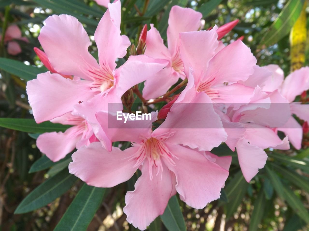 CLOSE-UP OF PINK FLOWERS BLOOMING