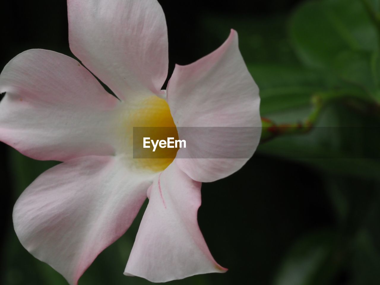 Close-up of flower against blurred background