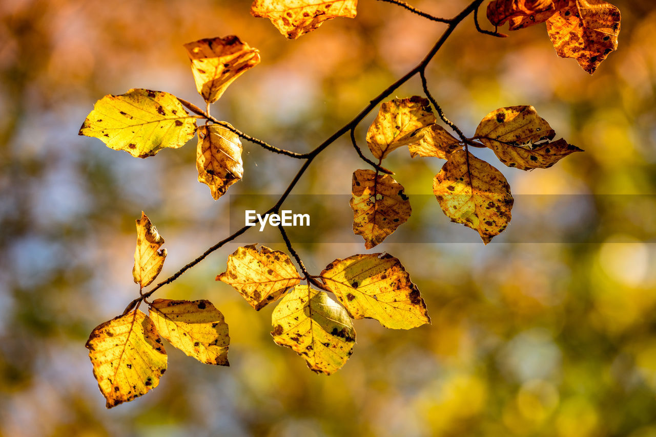 Close-up of yellow leaves against blurred background