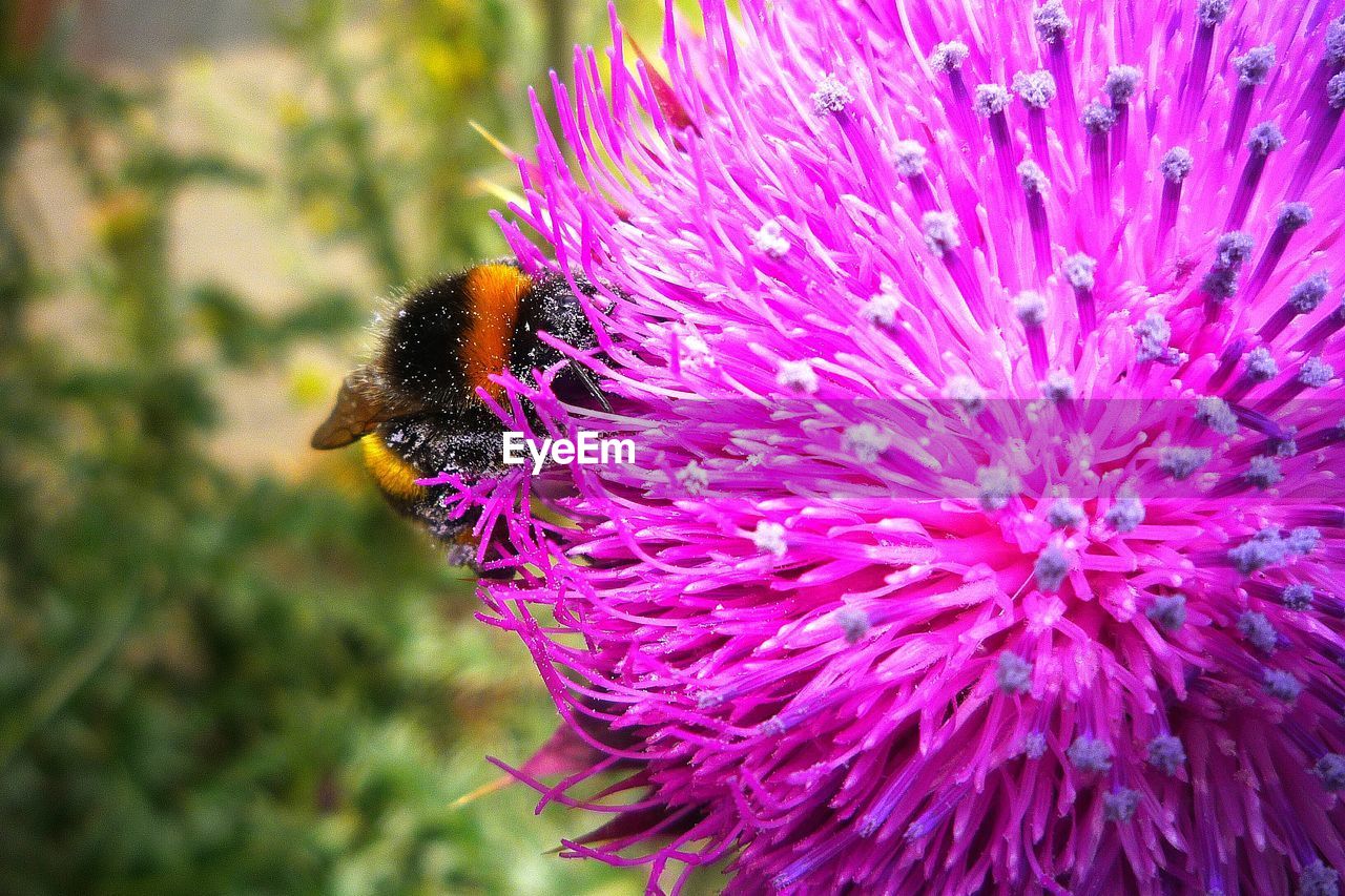 CLOSE-UP OF BEE ON FLOWER