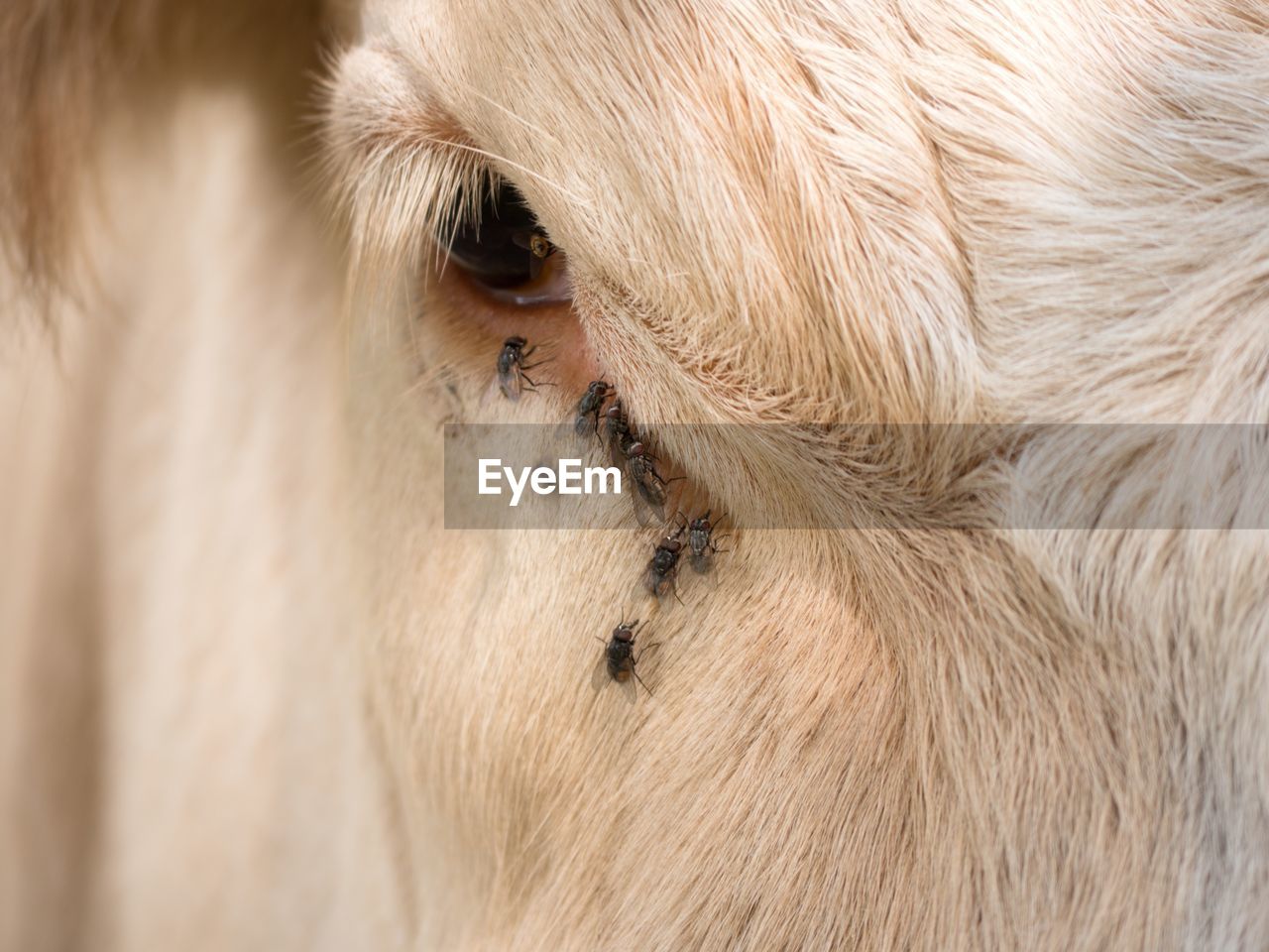 Many annoying flies in eye. fly sit or run into cow eye. white cow sleep in hot sunny day on meadow