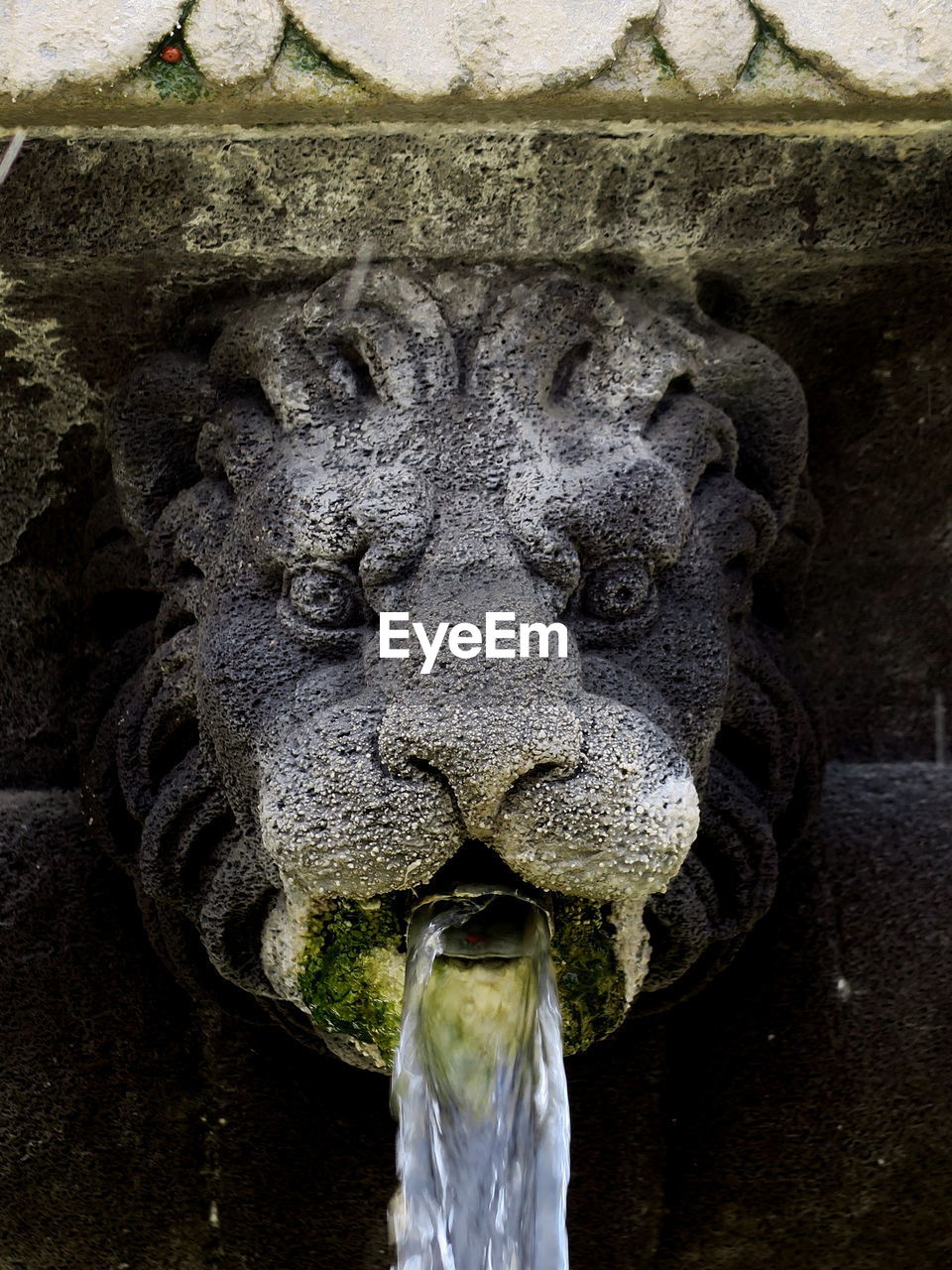 Close-up of lion statue