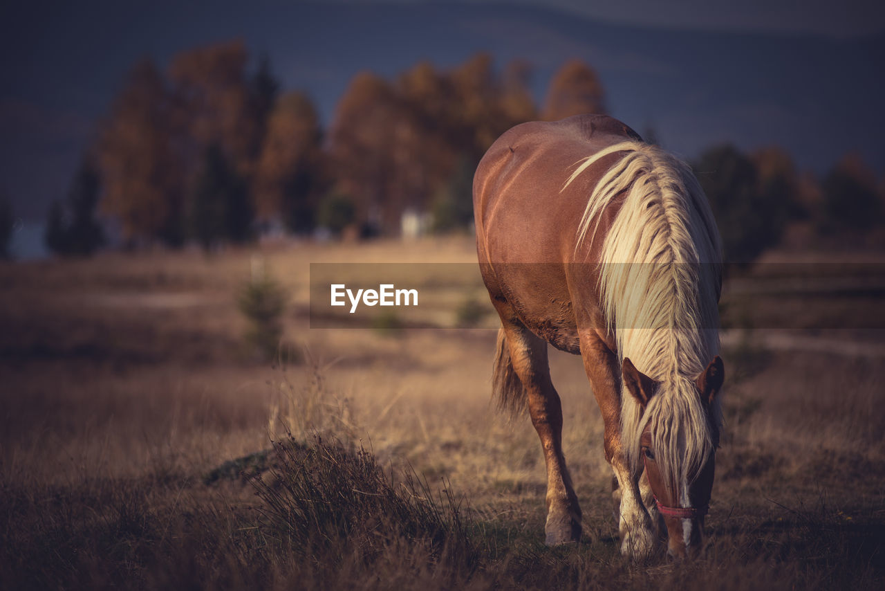 Horse grazing on field