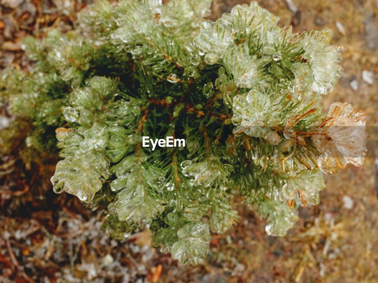 CLOSE-UP OF GREEN LEAVES