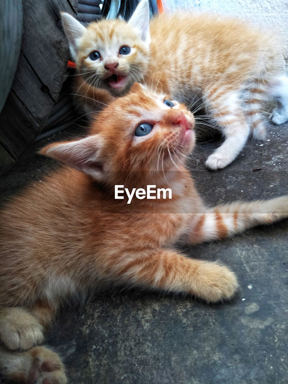 HIGH ANGLE VIEW PORTRAIT OF CATS