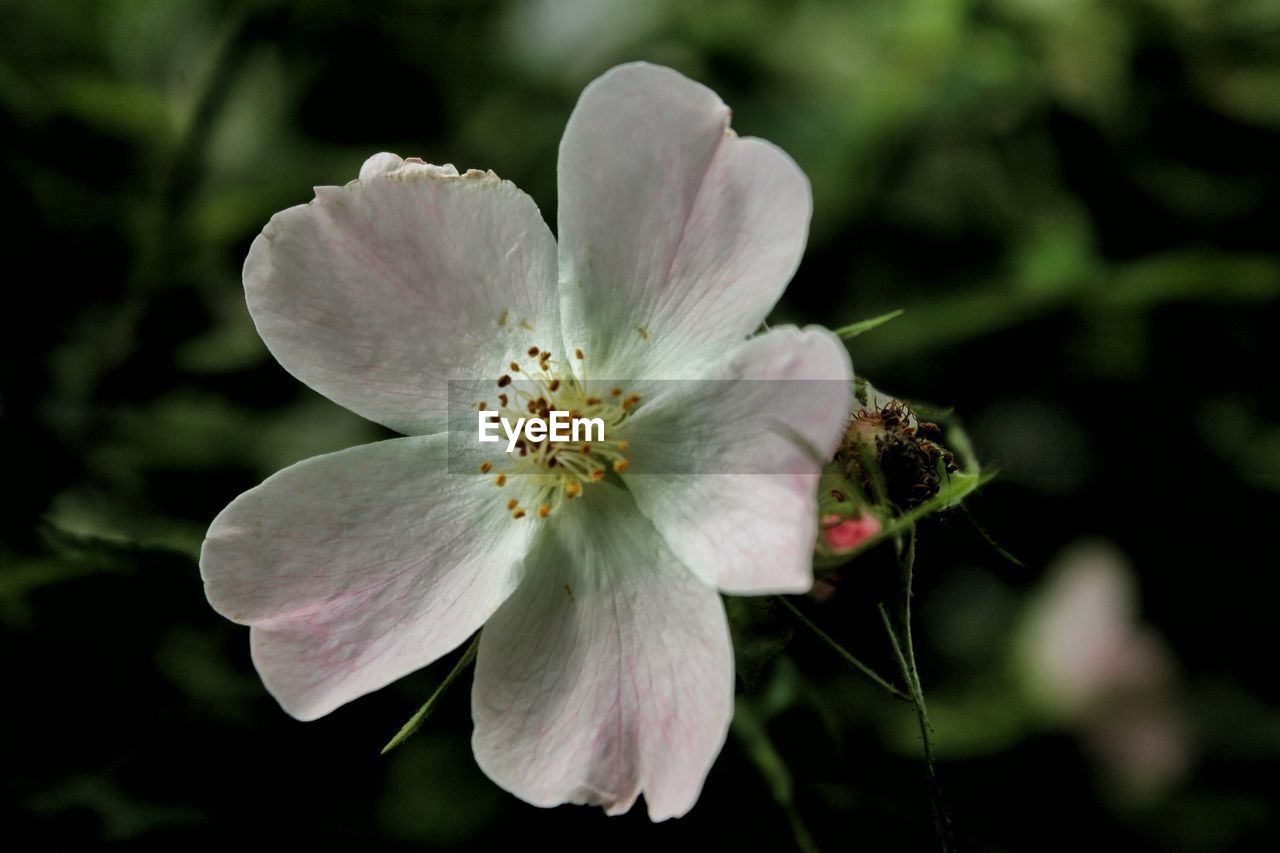 Close-up of white flower