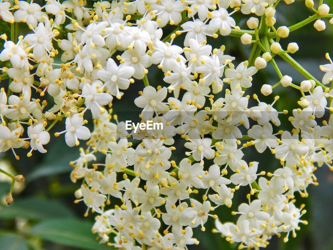 Close-up of white flowering plant