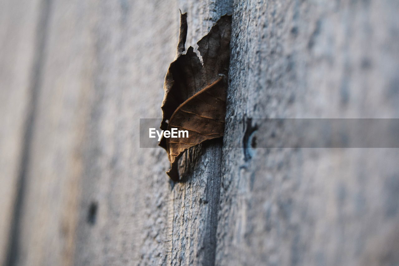 CLOSE-UP OF WOOD