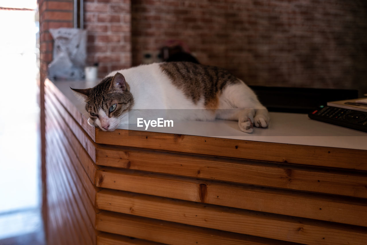 Cat lying by wall