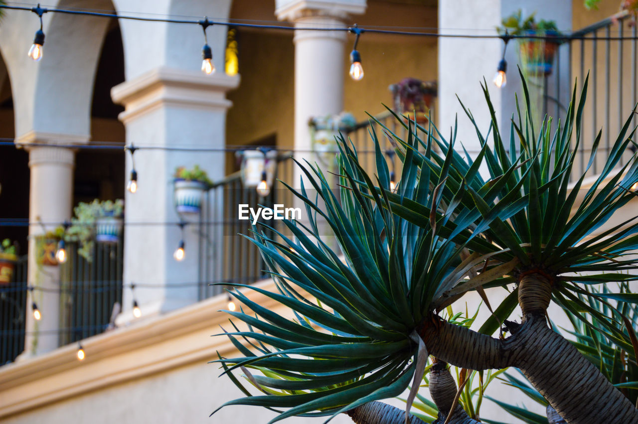 Close-up of palm tree against building