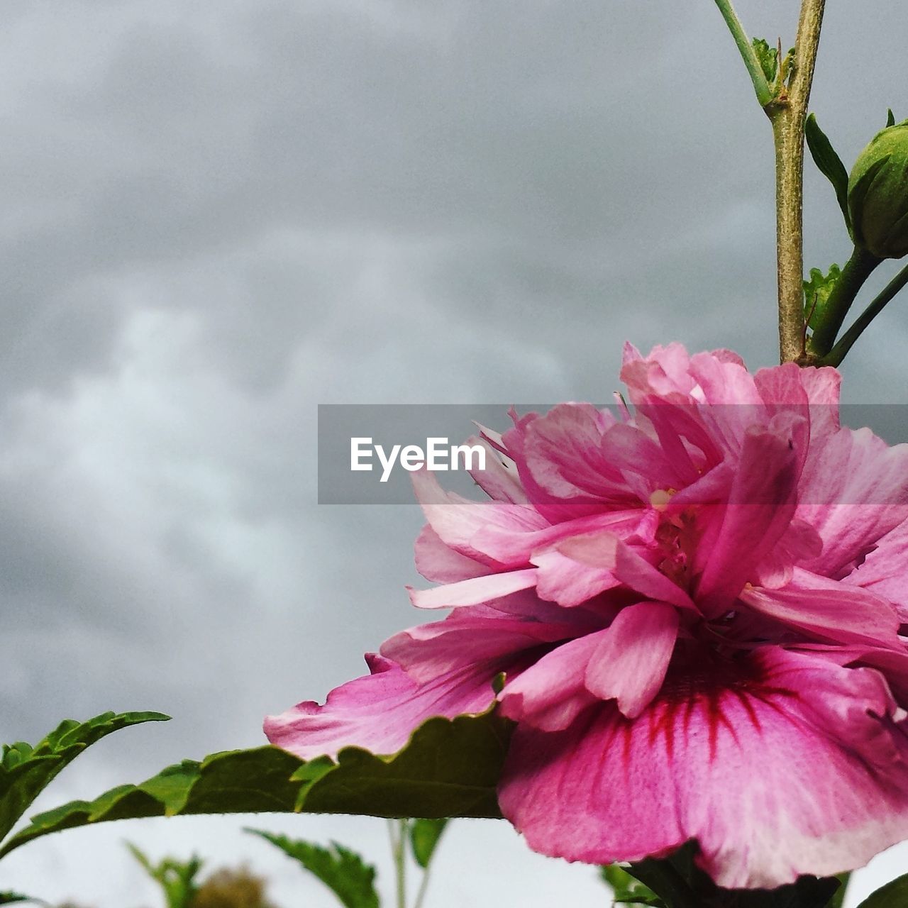 CLOSE-UP OF PINK FLOWER GROWING AGAINST SKY