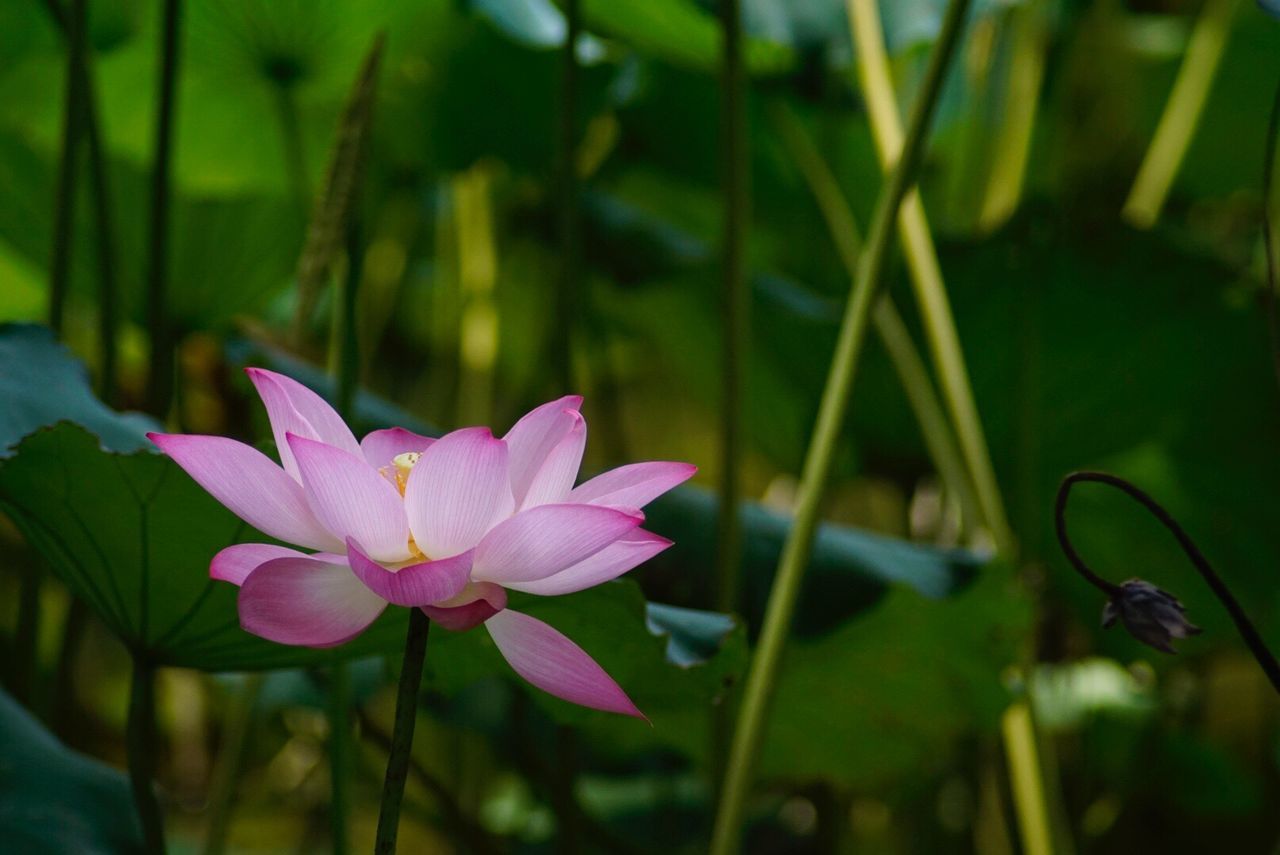 Close-up of pink lotus blooming outdoors