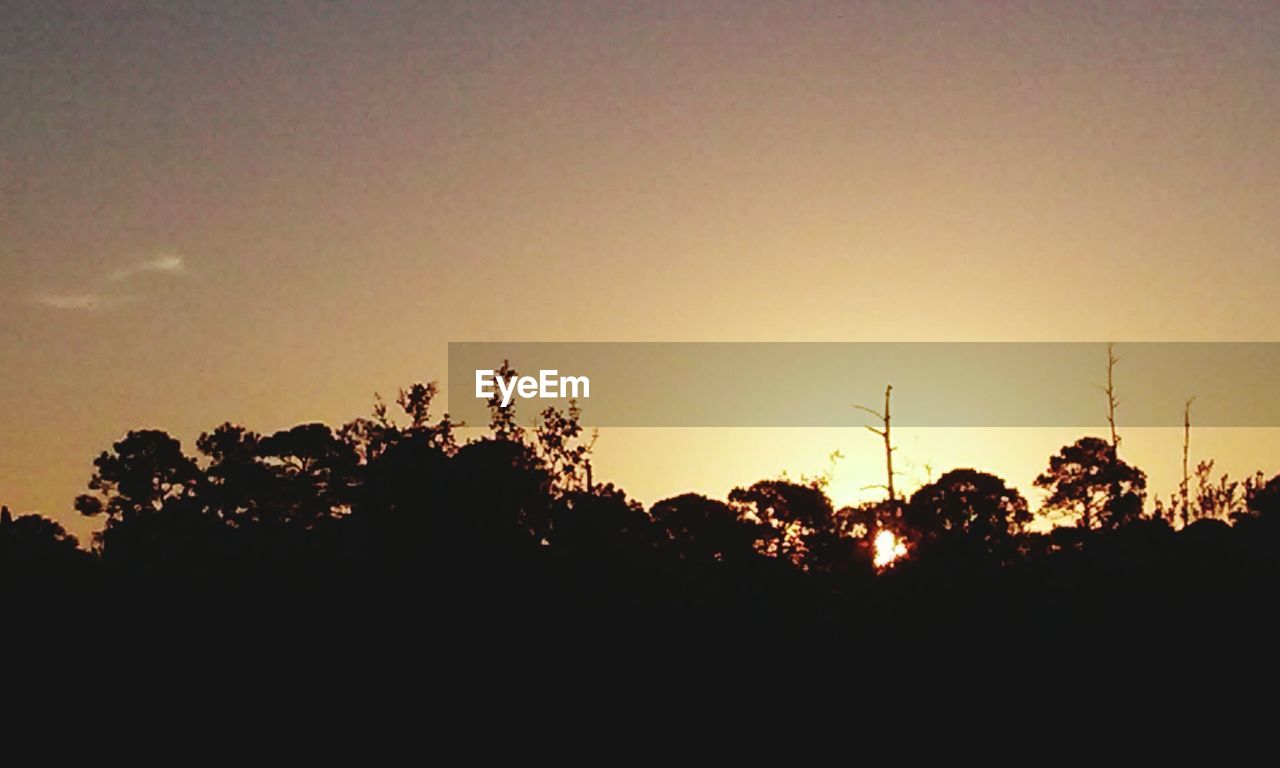 SILHOUETTE OF TREES AT SUNSET