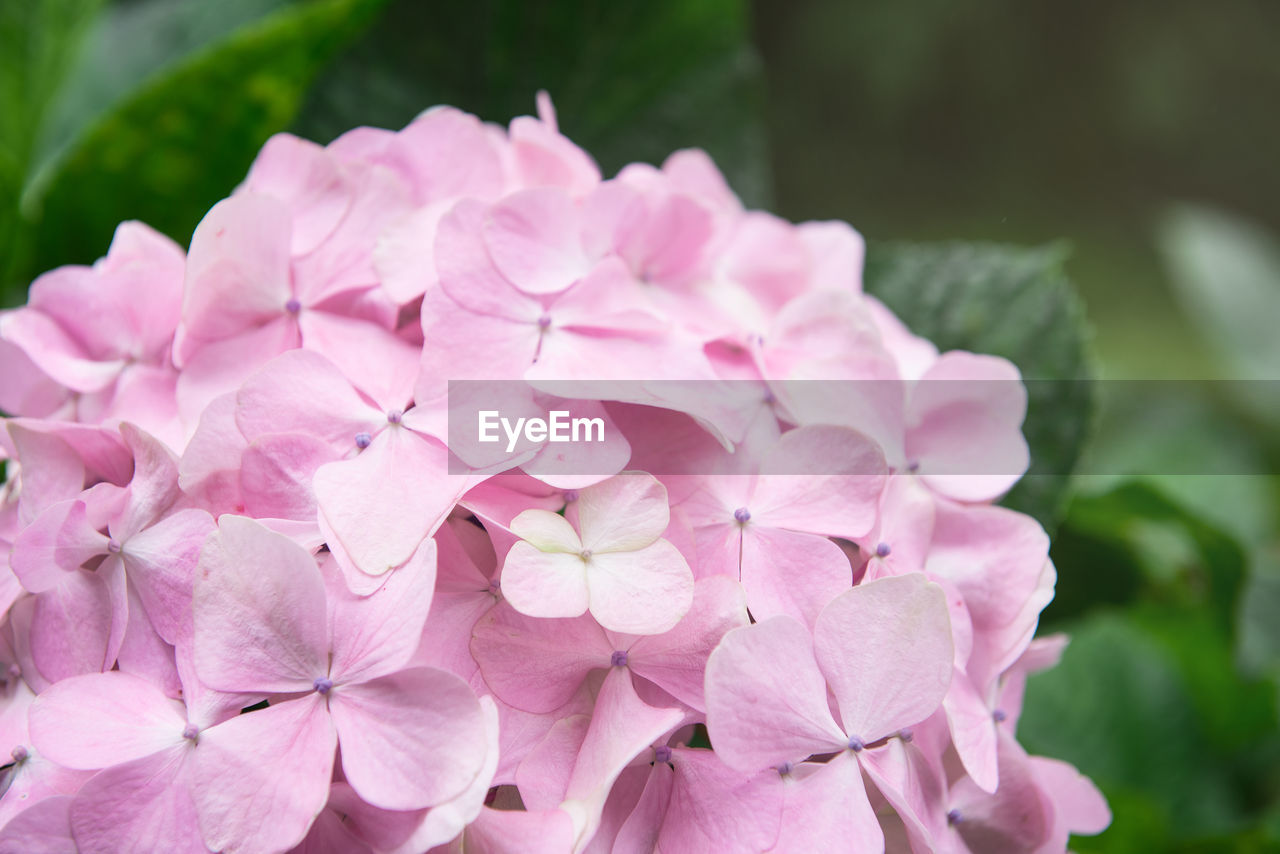 Close-up of pink hydrangea flowers