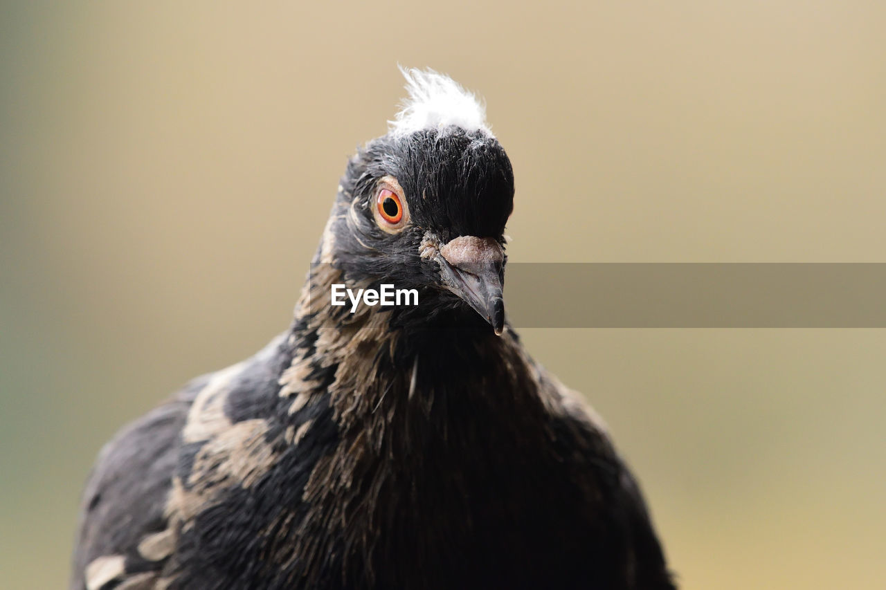 Portrait of a black pigeon 