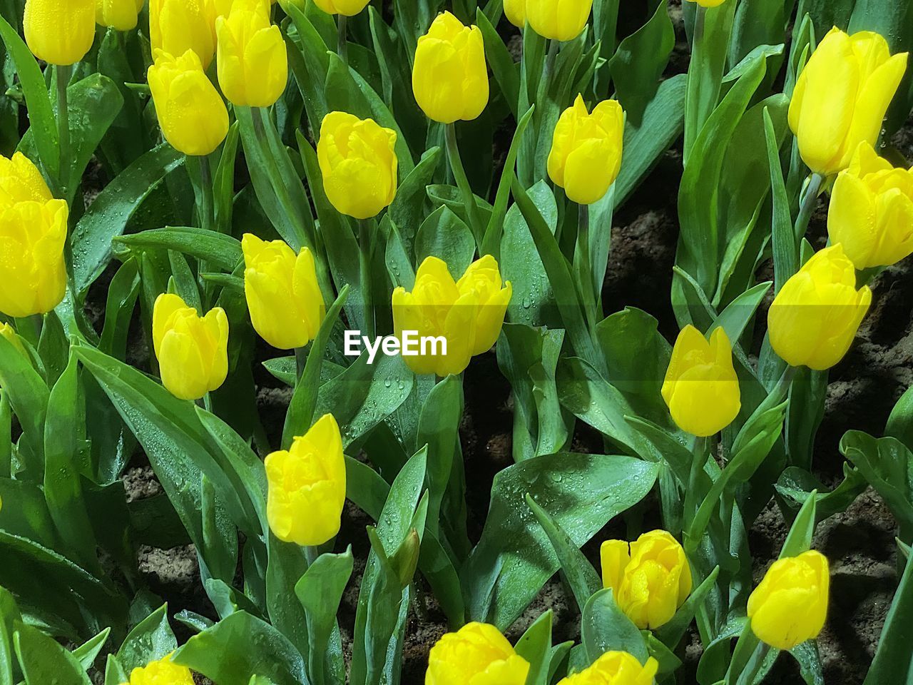 CLOSE-UP OF YELLOW FLOWERING PLANTS IN BLOOM