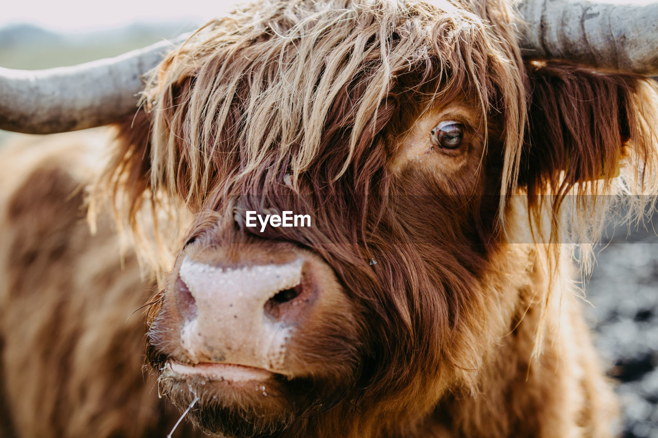 Close up of a head of a scottish highland cattle looking at the camera