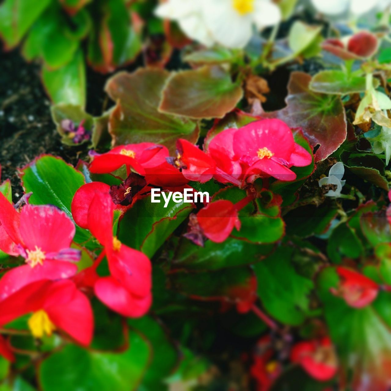 CLOSE-UP OF PINK FLOWERS IN PARK