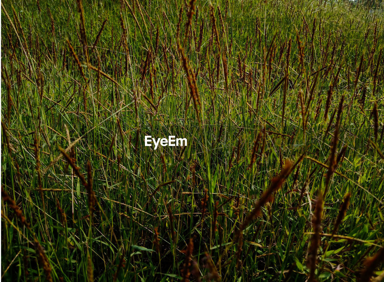 CLOSE-UP OF GRASS GROWING ON FIELD