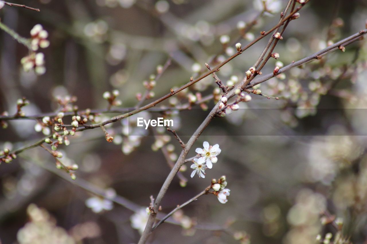 Close-up of cherry blossoms in spring