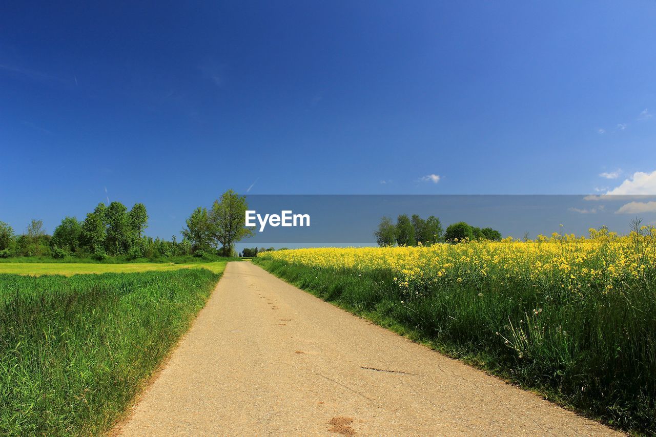 scenic view of oilseed rape field against clear blue sky