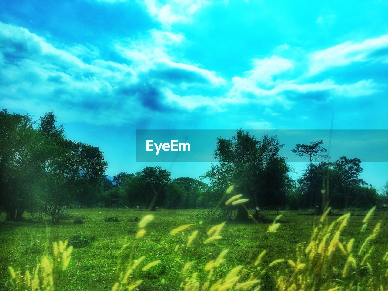 SCENIC VIEW OF FARM AGAINST SKY