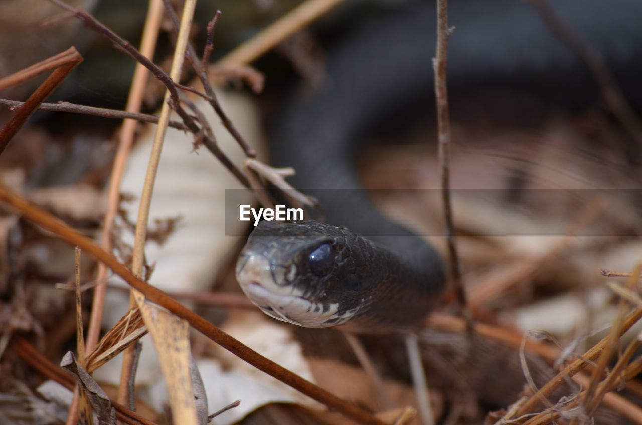 Upclose with a adult black racer snake 