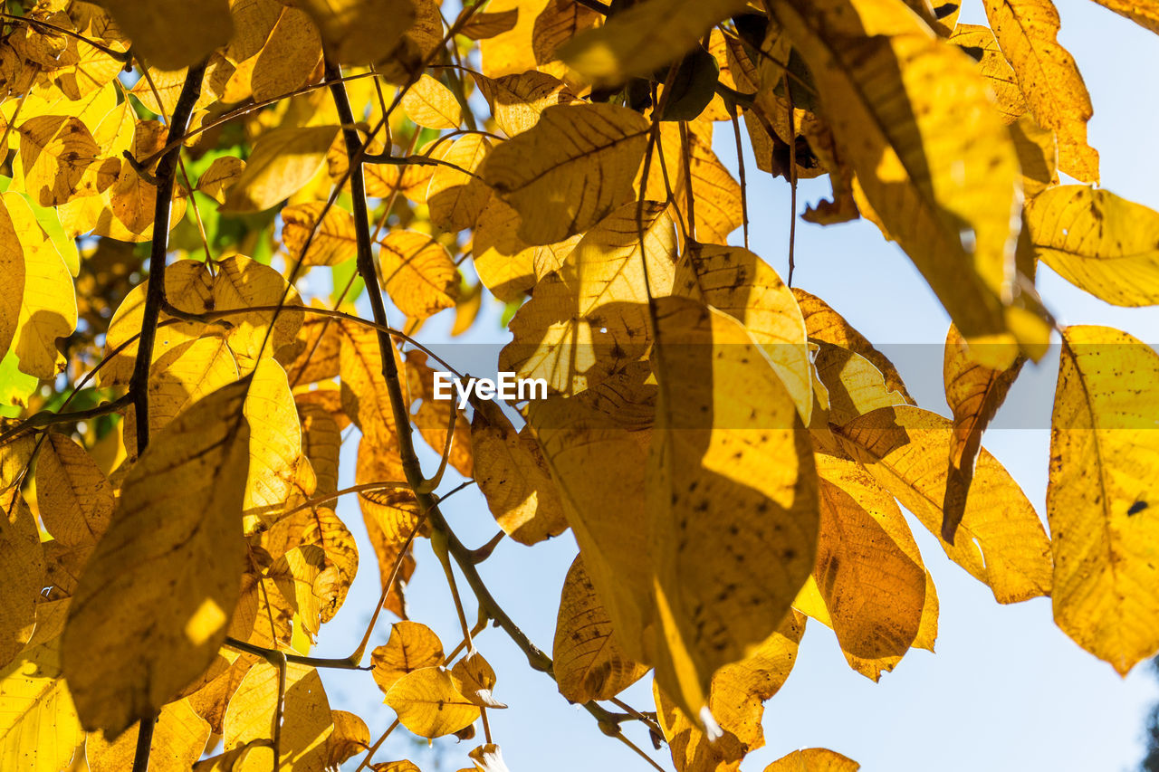 LOW ANGLE VIEW OF YELLOW MAPLE LEAVES