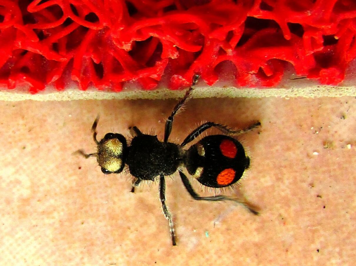 CLOSE-UP OF INSECT ON RED