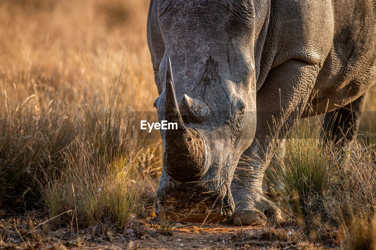 VIEW OF ELEPHANT GRAZING IN GRASS