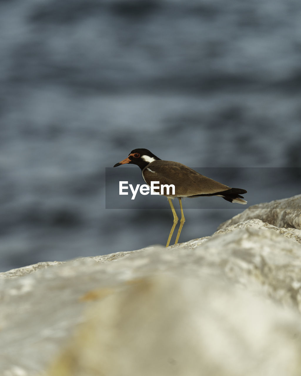 SEAGULL PERCHING ON ROCK