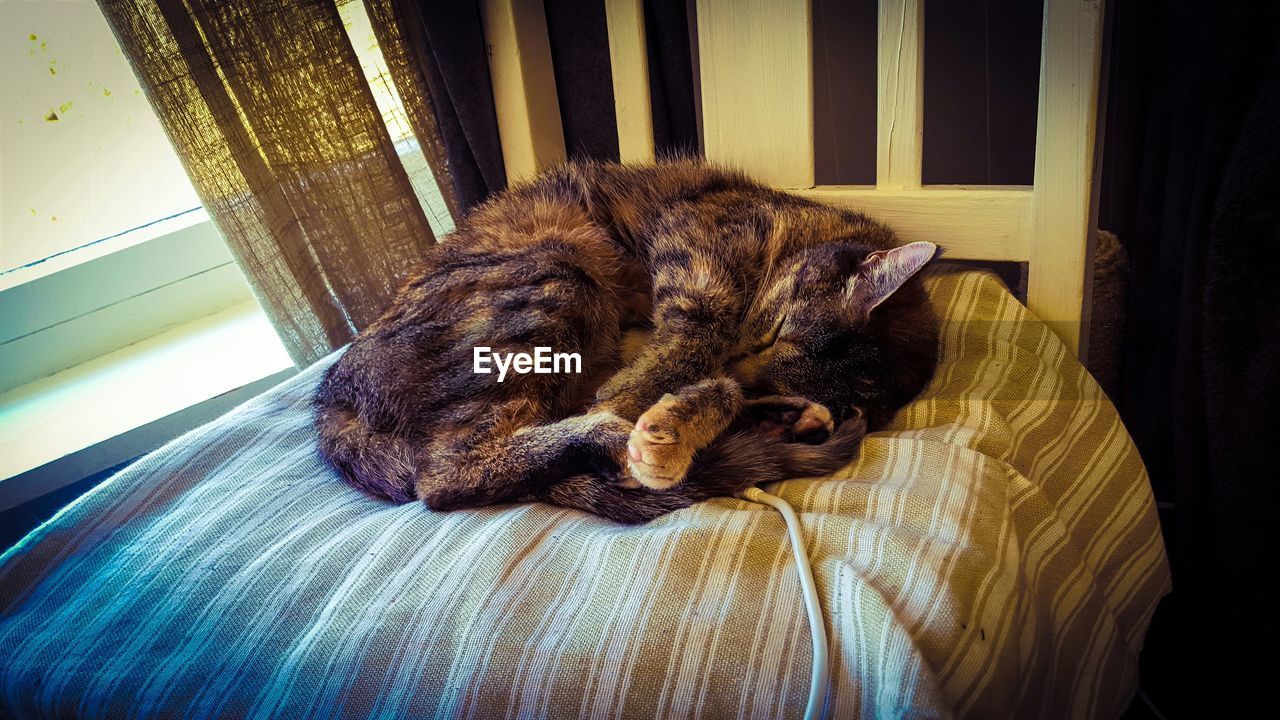 High angle view of kitten sleeping on chair