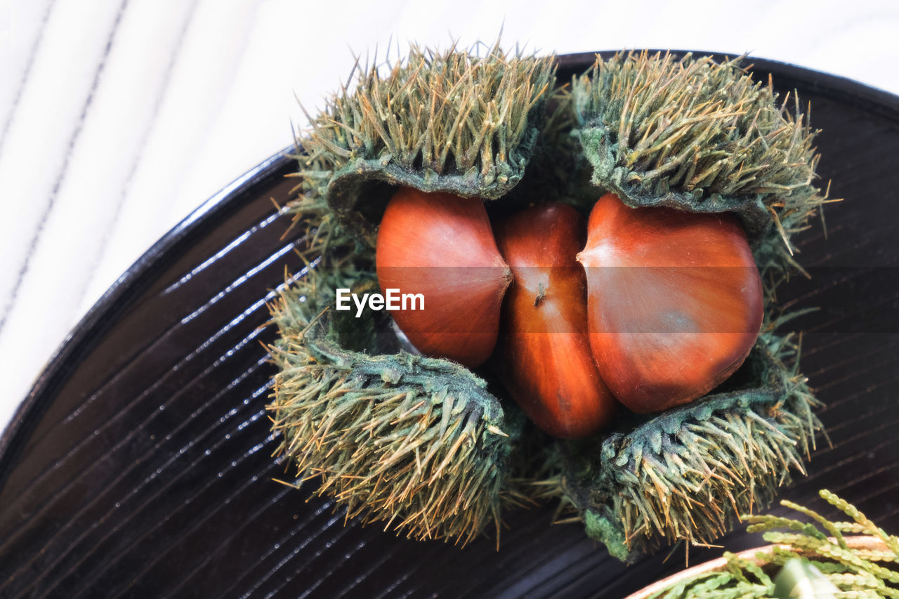 HIGH ANGLE VIEW OF PUMPKINS ON PLANTS