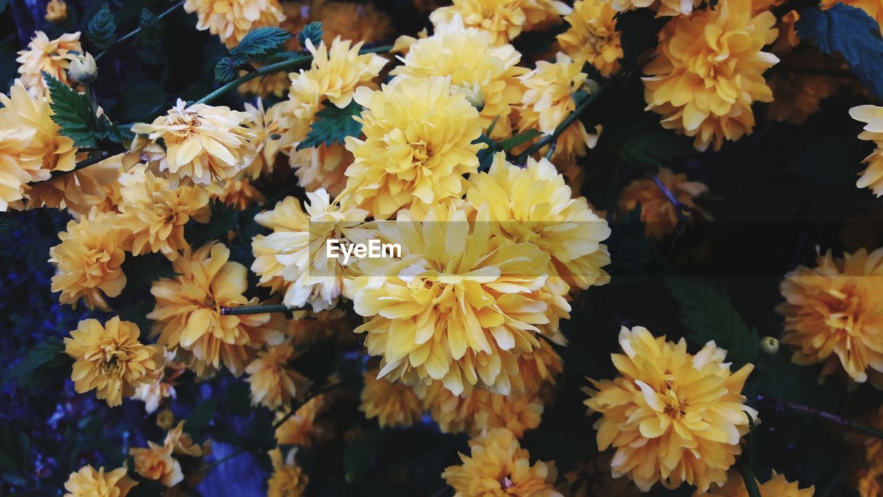 CLOSE-UP OF YELLOW FLOWERS AND LEAVES