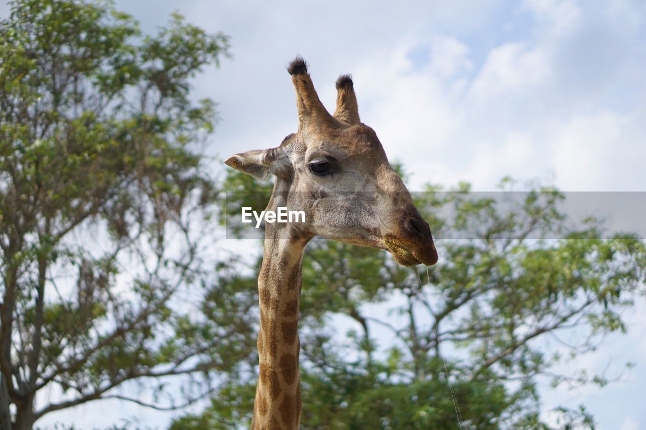 Low angle view of giraffe on tree against sky