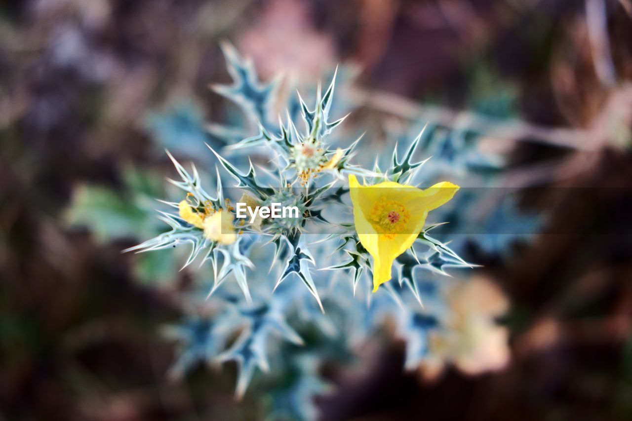 HIGH ANGLE VIEW OF YELLOW FLOWERING PLANTS