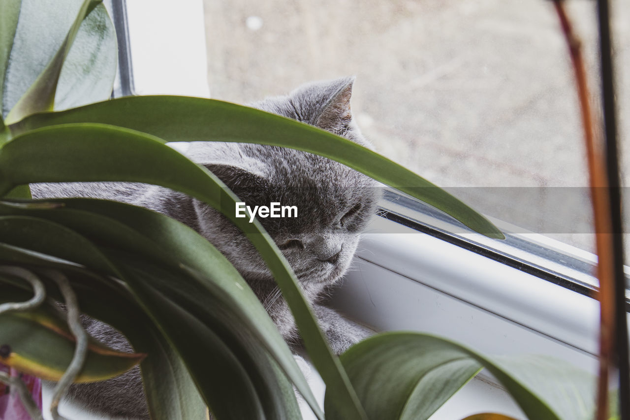 A grey cat is resting on the windowsill among the orchids.
