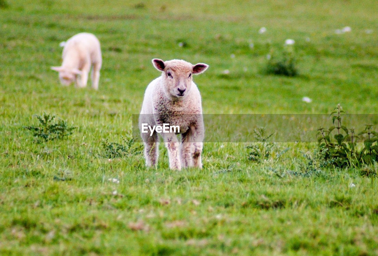 SHEEP STANDING ON GRASS