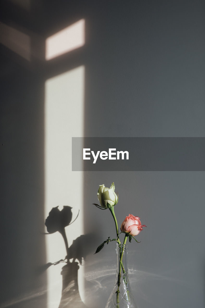 CLOSE-UP OF FLOWERING PLANT IN VASE AGAINST WALL