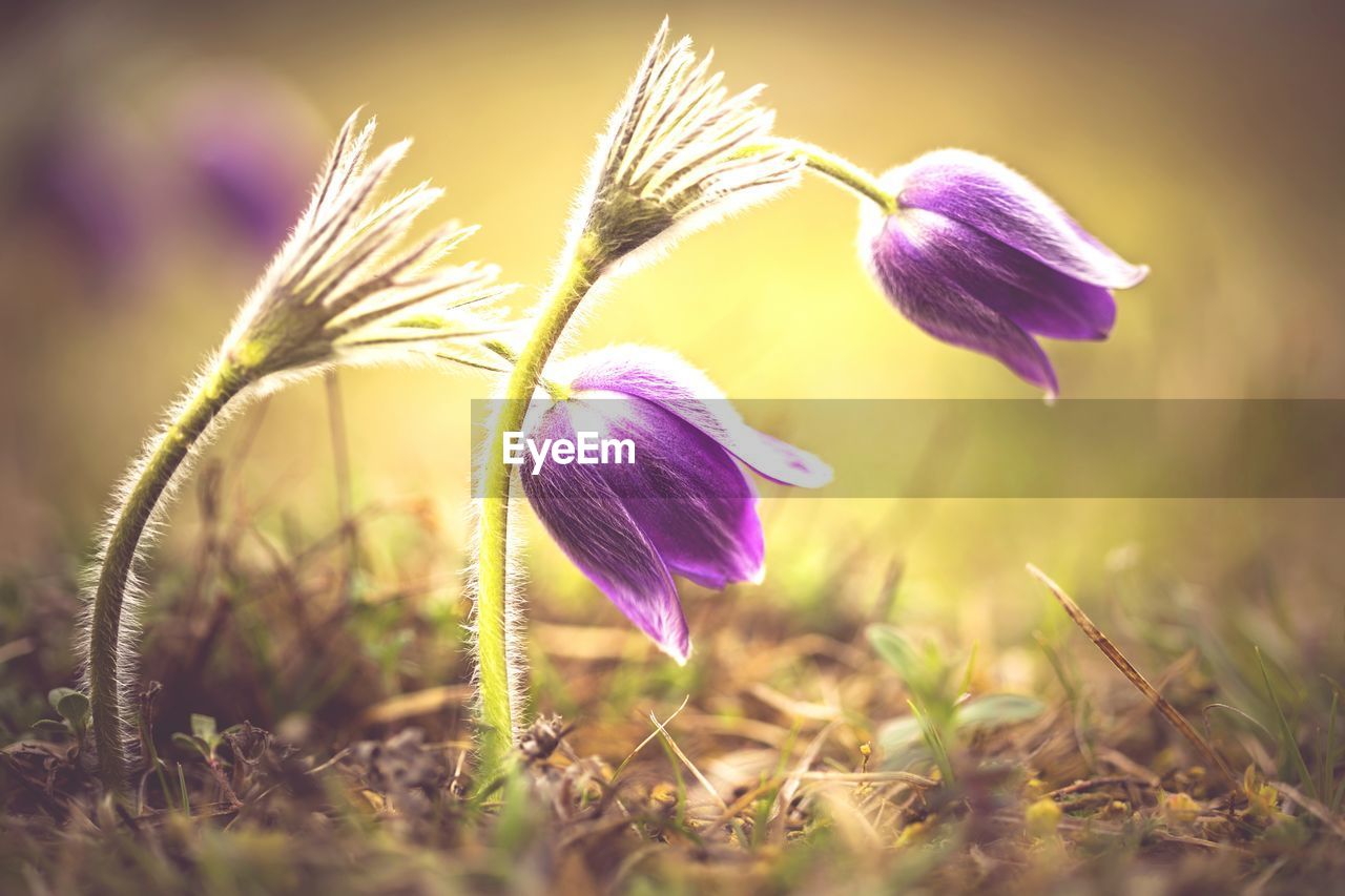 Close up of purple flower