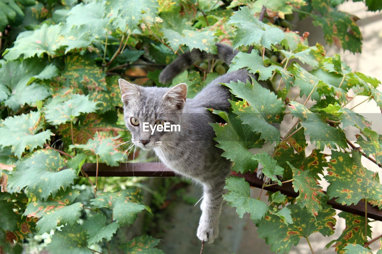 CLOSE-UP PORTRAIT OF CAT ON PLANT