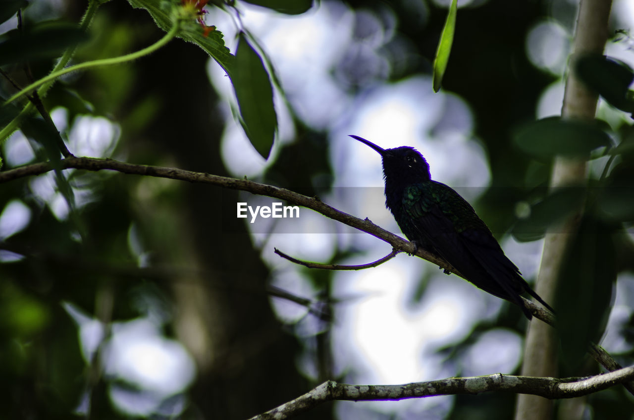 LOW ANGLE VIEW OF BIRD PERCHING ON A BRANCH