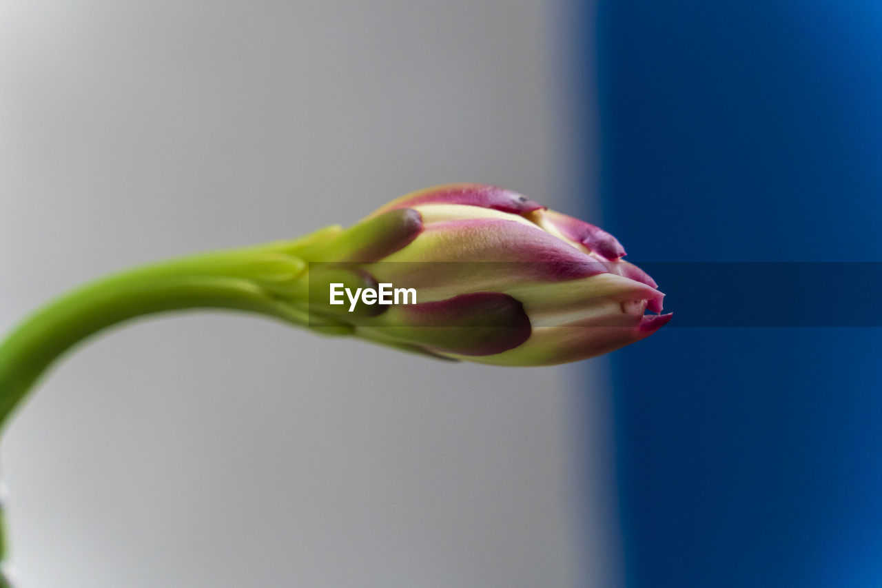 CLOSE-UP OF ROSE FLOWER BUD