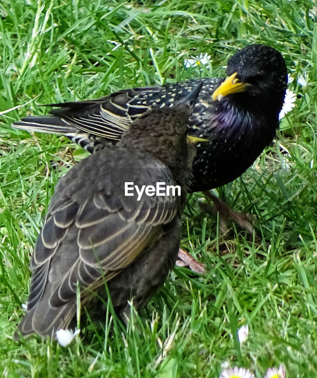 VIEW OF BIRDS ON GRASS