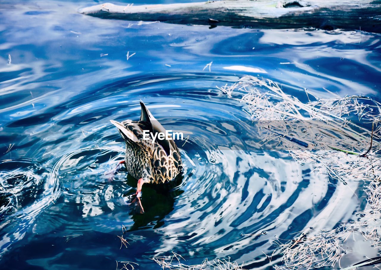 High angle of a duck diving in the water creating a ripple in the blue water.