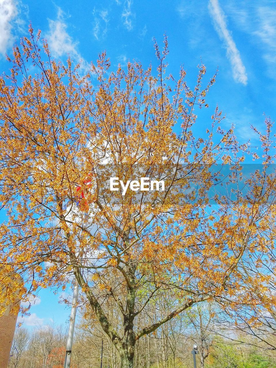 LOW ANGLE VIEW OF AUTUMN TREE AGAINST BLUE SKY