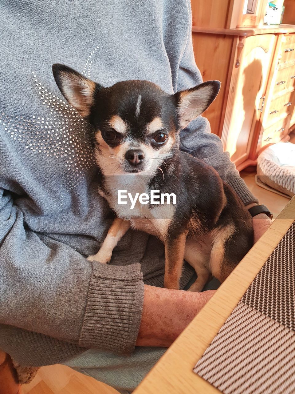 Portrait of puppy sitting at home