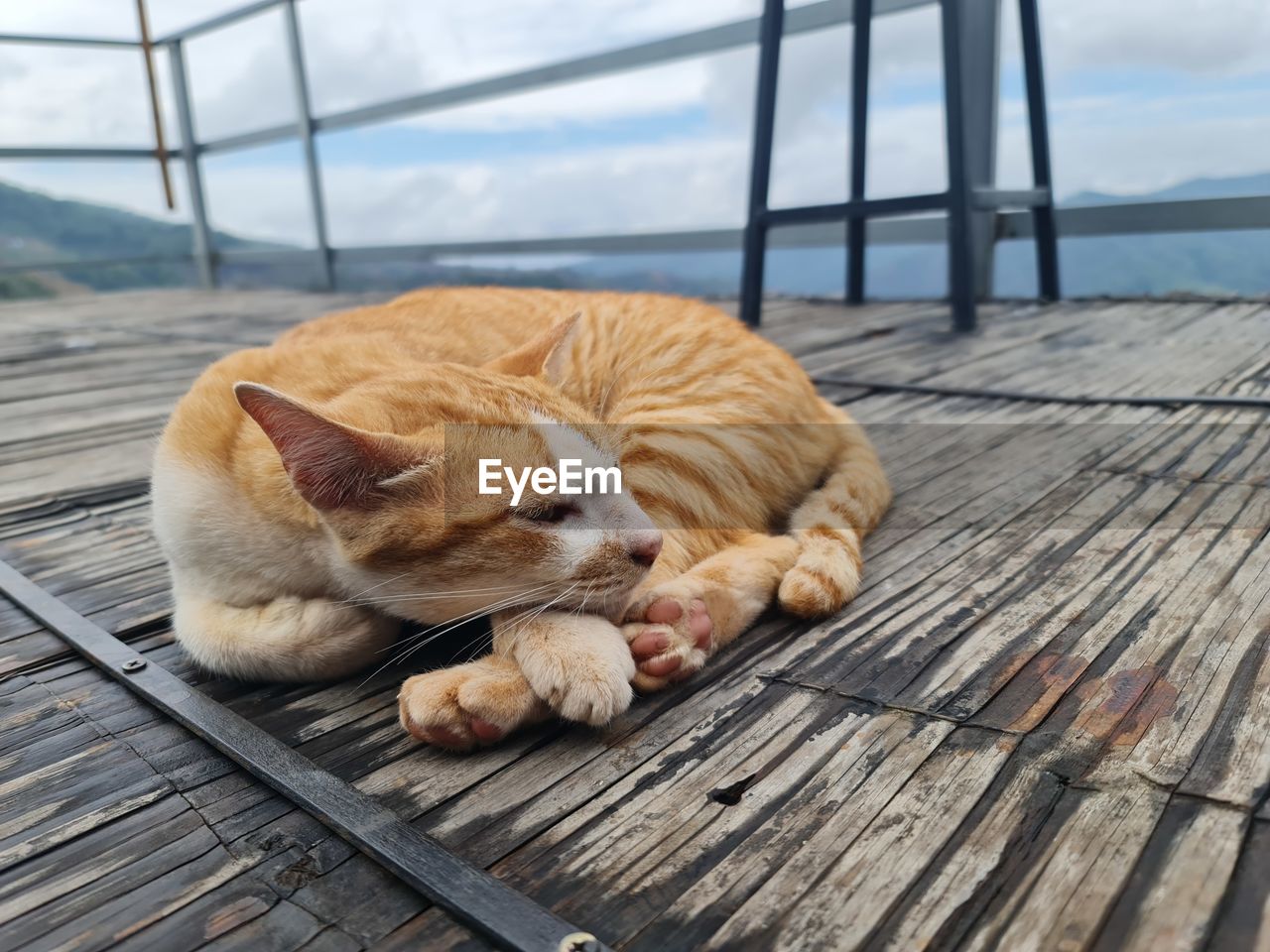 animal, animal themes, pet, mammal, one animal, domestic animals, cat, relaxation, wood, no people, resting, feline, sky, sleeping, day, lying down, pier, boardwalk, nature, domestic cat, canine, dog, outdoors, sea