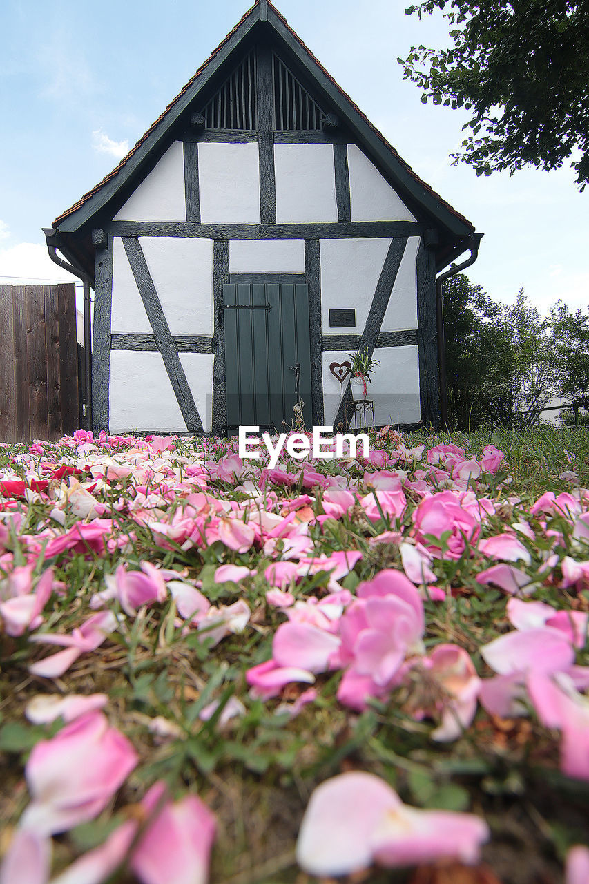 PINK FLOWERING PLANTS BY BUILDING